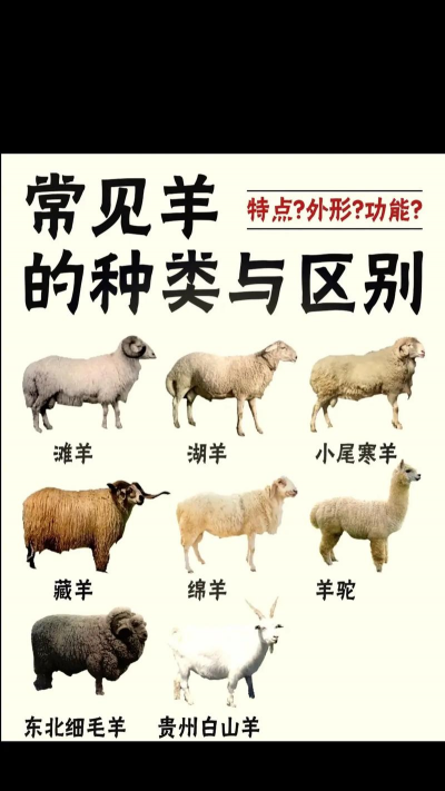 水宝宝养花的好处，提升观赏性，改善家居氛围