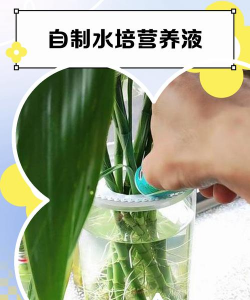 水宝宝养花的好处，提升观赏性，改善家居氛围