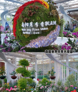 家里阳光不足怎么养花，选对植物种类，掌握养护技巧