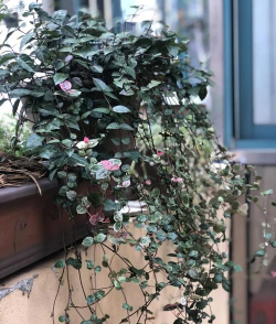 小众送妈妈的花有哪些花