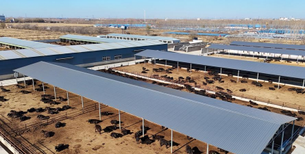 家里阳光不足怎么养花，选对植物种类，掌握养护技巧