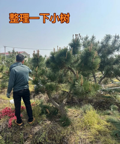 黑松盆景如何修剪