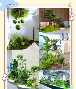 家里阳光不足怎么养花，选对植物种类，掌握养护技巧