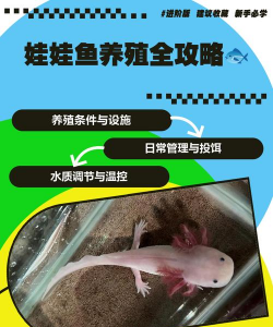 家里阳光不足怎么养花，选对植物种类，掌握养护技巧