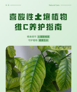 家里阳光不足怎么养花，选对植物种类，掌握养护技巧