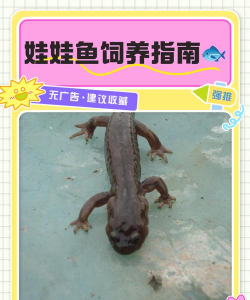 家里阳光不足怎么养花，选对植物种类，掌握养护技巧