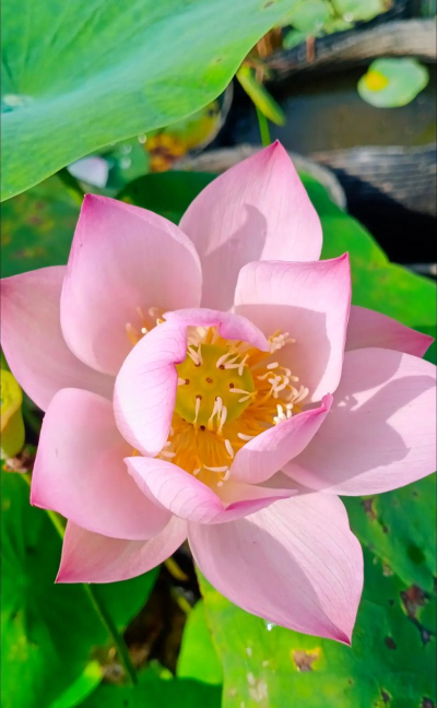 小众送妈妈的花有哪些花