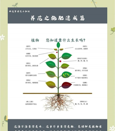 家里阳光不足怎么养花，选对植物种类，掌握养护技巧