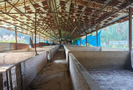 养花不好的人煞气多，养花常见问题，如何化解煞气