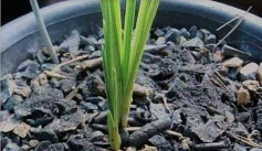 烟灰可以当肥料养花吗,了解潜在风险,掌握正确用法 烟灰可以当肥料养花吗,了解潜在风险,掌握正确用法