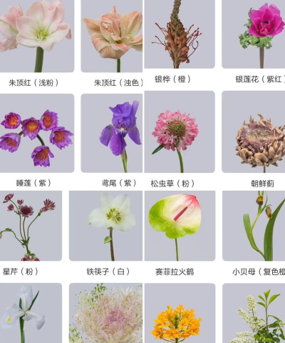 花卉识图,快速识别植物,轻松了解花名 花卉识图,快速识别植物,轻松了解花名