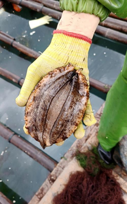 养殖鲍鱼,掌握关键技巧,实现稳定收益 养殖鲍鱼,掌握关键技巧,实现稳定收益