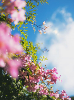 家里阳光不足怎么养花，选对植物种类，掌握养护技巧