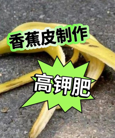 家里阳光不足怎么养花，选对植物种类，掌握养护技巧