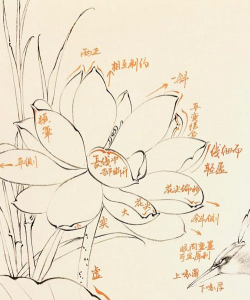 家里阳光不足怎么养花，选对植物种类，掌握养护技巧