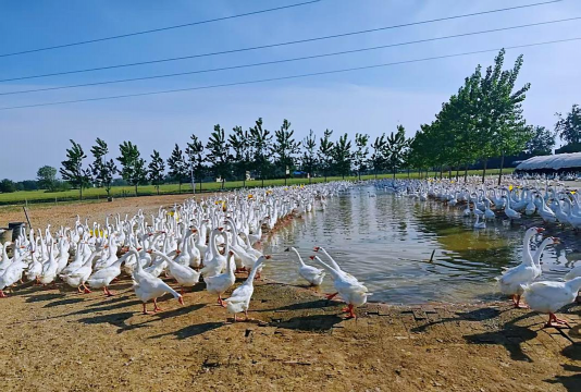 家里阳光不足怎么养花，选对植物种类，掌握养护技巧