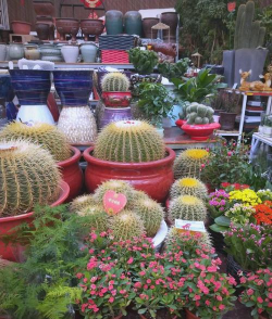 黄楼花卉市场,买花好去处,品种多价格优 黄楼花卉市场,买花好去处,品种多价格优