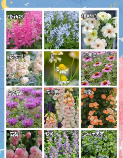 四季开花花卉,打造全年花园,选对品种是关键 四季开花花卉,打造全年花园,选对品种是关键