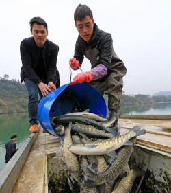 家里阳光不足怎么养花，选对植物种类，掌握养护技巧