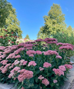 北方宿根花卉,耐寒品种推荐,庭院美化选择 北方宿根花卉,耐寒品种推荐,庭院美化选择