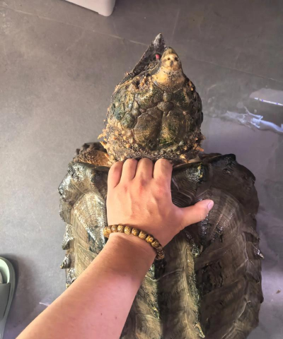 养花不好的人煞气多，养花常见问题，如何化解煞气