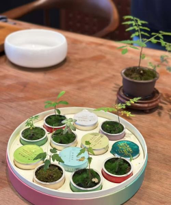 养花不好的人煞气多，养花常见问题，如何化解煞气