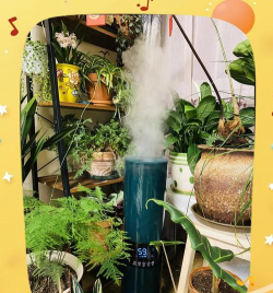 养花不好的人煞气多，养花常见问题，如何化解煞气