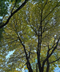 小众送妈妈的花有哪些花