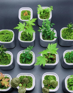 养花不好的人煞气多，养花常见问题，如何化解煞气