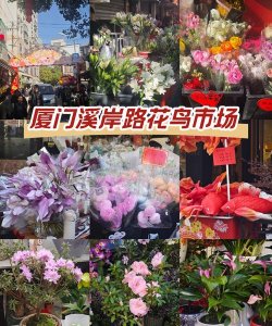 养花不好的人煞气多，养花常见问题，如何化解煞气