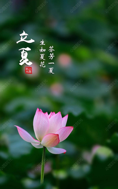 立夏养花视频,轻松上手,花开更美 立夏养花视频,轻松上手,花开更美