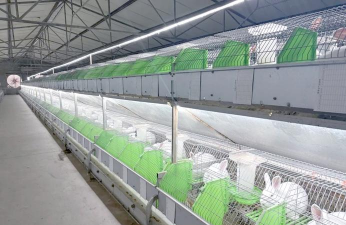 养花不好的人煞气多，养花常见问题，如何化解煞气