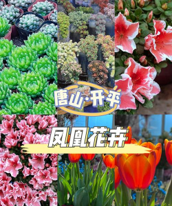 唐山花卉市场,选购指南,避坑提醒 唐山花卉市场,选购指南,避坑提醒