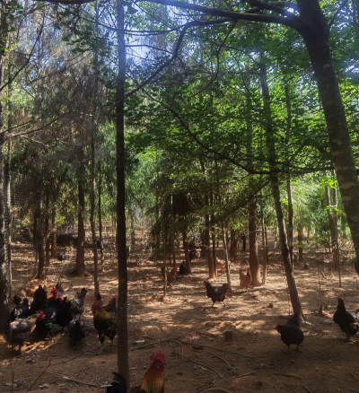 懒人养花神器，轻松打理花草，告别繁琐养护