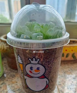 懒人养花神器，轻松打理花草，告别繁琐养护