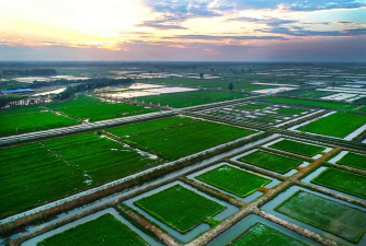 室内花卉装饰，提升居家氛围，打造自然空间