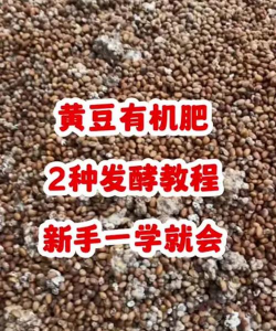 养花不好的人煞气多，养花常见问题，如何化解煞气