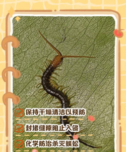 家里阳光不足怎么养花，选对植物种类，掌握养护技巧