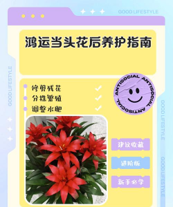 鸿运当头花卉，养护方法，开花技巧