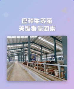 牛养殖场，选址很关键，管理要跟上