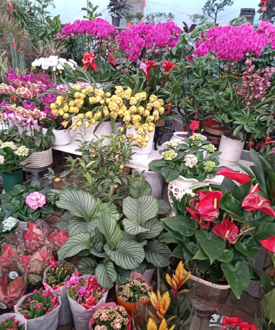 宝鸡花卉市场，选购指南，新手必看