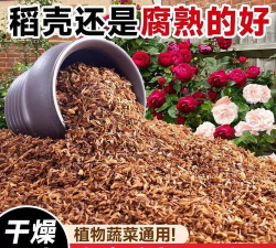 米糠可以养花吗,了解正确用法,避免常见误区 米糠可以养花吗,了解正确用法,避免常见误区