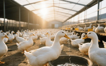 懒人养花神器，轻松打理花草，告别繁琐养护