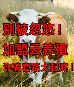 懒人养花神器，轻松打理花草，告别繁琐养护