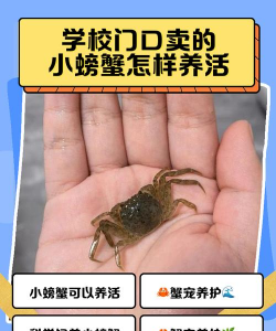 家里阳光不足怎么养花，选对植物种类，掌握养护技巧