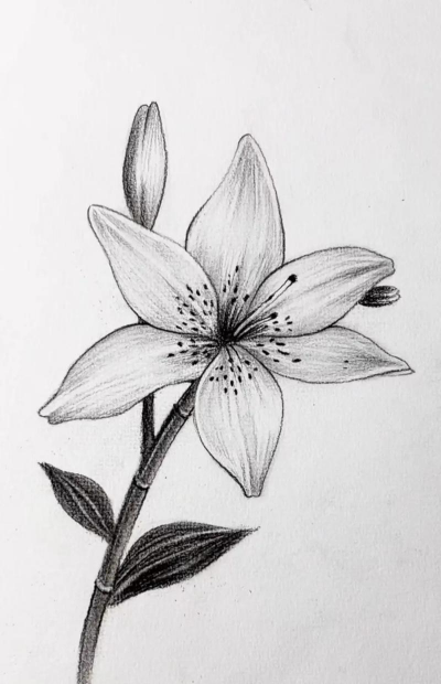 素描花卉图片,提升绘画技巧,掌握构图与光影 素描花卉图片,提升绘画技巧,掌握构图与光影