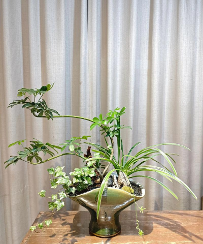 家里阳光不足怎么养花，选对植物种类，掌握养护技巧