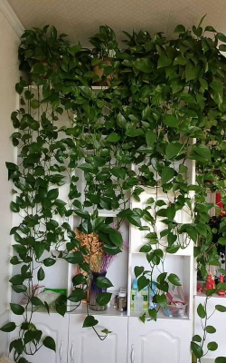 家里阳光不足怎么养花，选对植物种类，掌握养护技巧