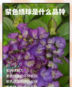家里阳光不足怎么养花，选对植物种类，掌握养护技巧