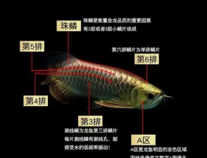 家里阳光不足怎么养花，选对植物种类，掌握养护技巧